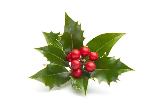 Photo of Close-up of vividly colored holly isolated in white