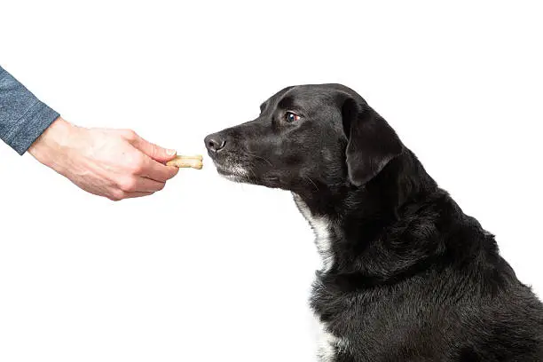 Black labrador retriever mixed dog appreciative of the dog bone her human is handing out.