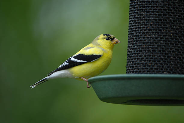 American Goldfinch stock photo