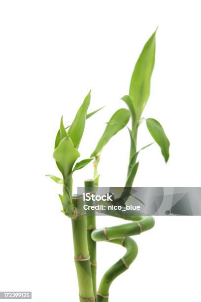 Crescita In Bambù - Fotografie stock e altre immagini di Albero - Albero, Albero tropicale, Bambù - Graminacee