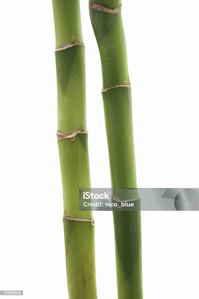Rebentos de bambu - Royalty-free Bambu - Família da relva Foto de stock
