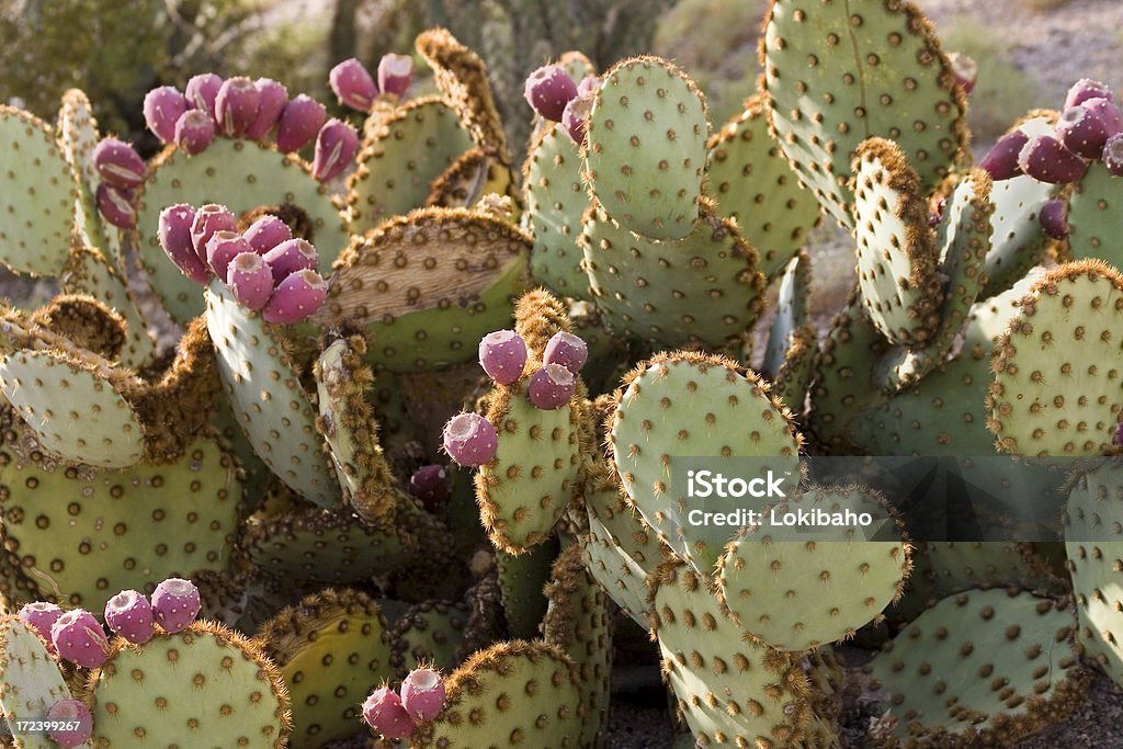 Cactus di pera pungente - Foto stock royalty-free di Arizona