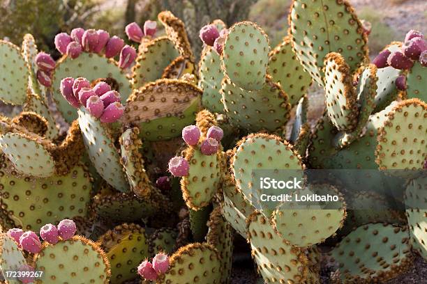 Cactus Di Pera Pungente - Fotografie stock e altre immagini di Arizona - Arizona, Cactus, Composizione orizzontale