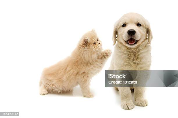 Hey You Stock Photo - Download Image Now - Domestic Cat, Dog, Puppy