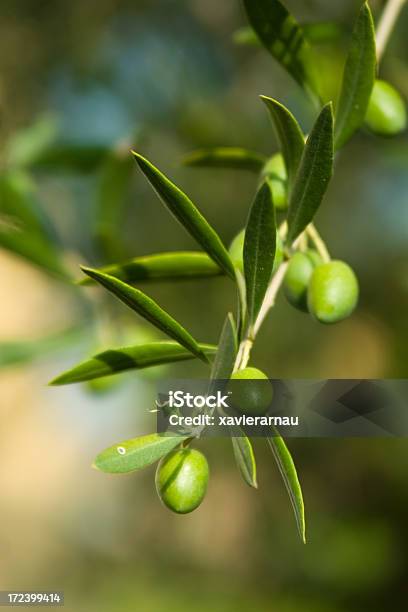 Olives — стоковые фотографии и другие картинки Вертикальный - Вертикальный, Дерево, Зелёная маслина