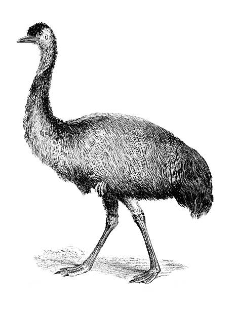 istock 19th century engraving of an emu 172399543