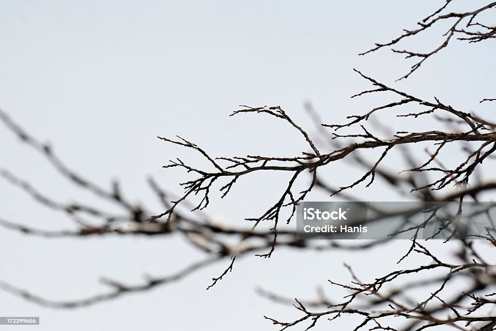Árvore de Inverno - Royalty-free Neve Foto de stock