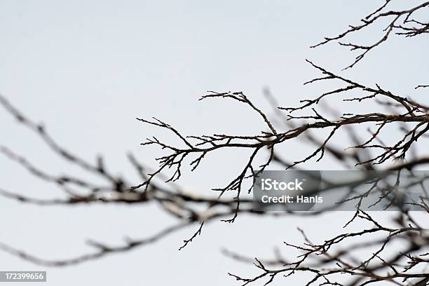 Árvore De Inverno - Fotografias de stock e mais imagens de Neve - Neve, Ramo - parte de uma planta, Árvore