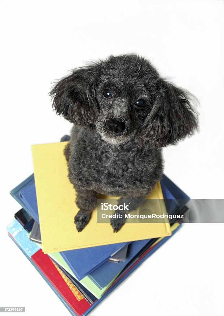 Estudando como um cão - Foto de stock de Animal royalty-free