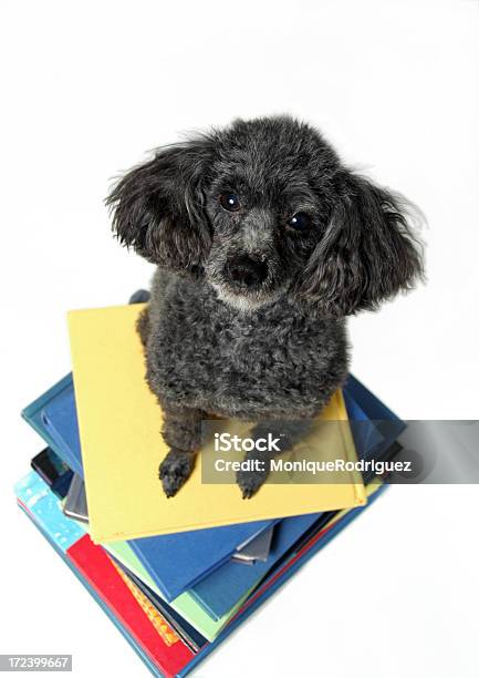 Foto de Estudando Como Um Cão e mais fotos de stock de Animal - Animal, Arte, Cultura e Espetáculo, Brinquedo