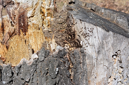 colony of ants crawling on the cracked tree stump isolated close up
