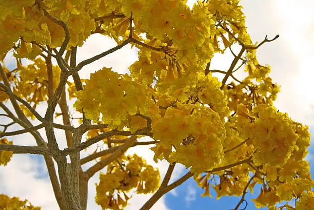 Photo of yellow tree