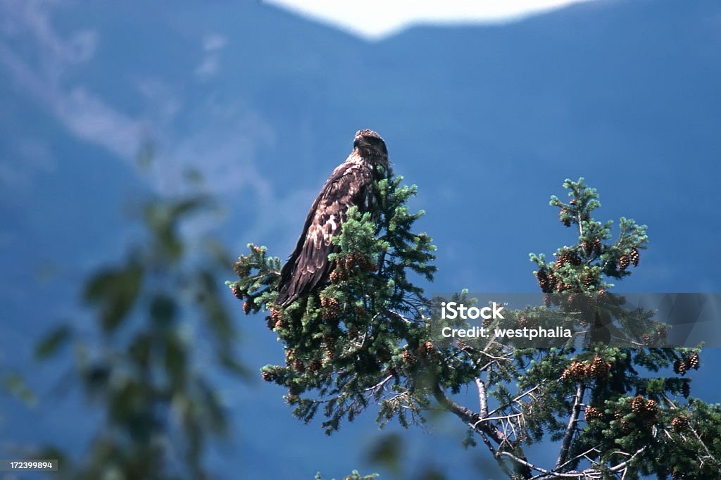 Águila real#2 - Foto de stock de Abeto libre de derechos