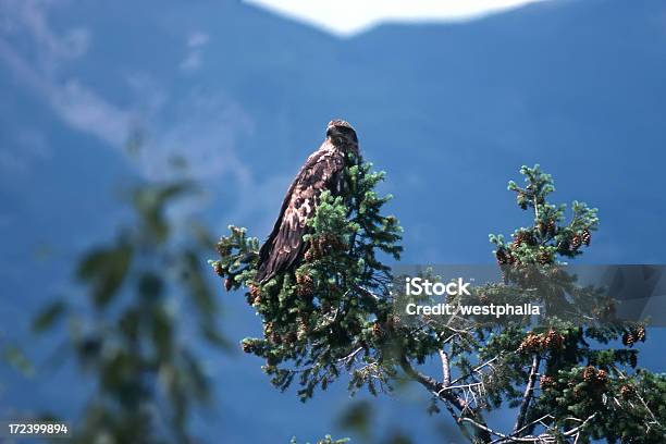 Águila Real2 Foto de stock y más banco de imágenes de Abeto - Abeto, Abeto de Douglas, Animal