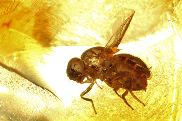 istock fly imprisoned in baltic amber 1723999217