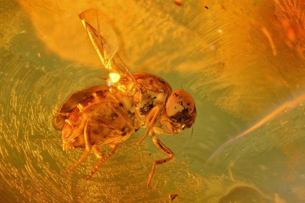 istock fly imprisoned in baltic amber 1723999221