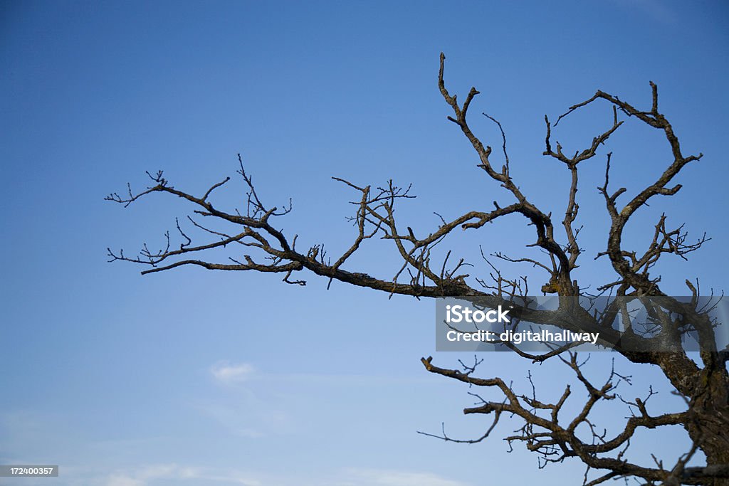 Zweige Silhouette - Lizenzfrei Abgeschiedenheit Stock-Foto