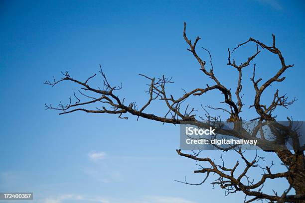 Silueta De Ramas Foto de stock y más banco de imágenes de Aire libre - Aire libre, Aislado, Arbusto