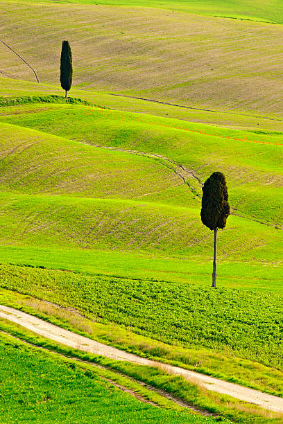 istock Typical Tuscany Landscape with Cypress Trees and Rolling Hills 172400407