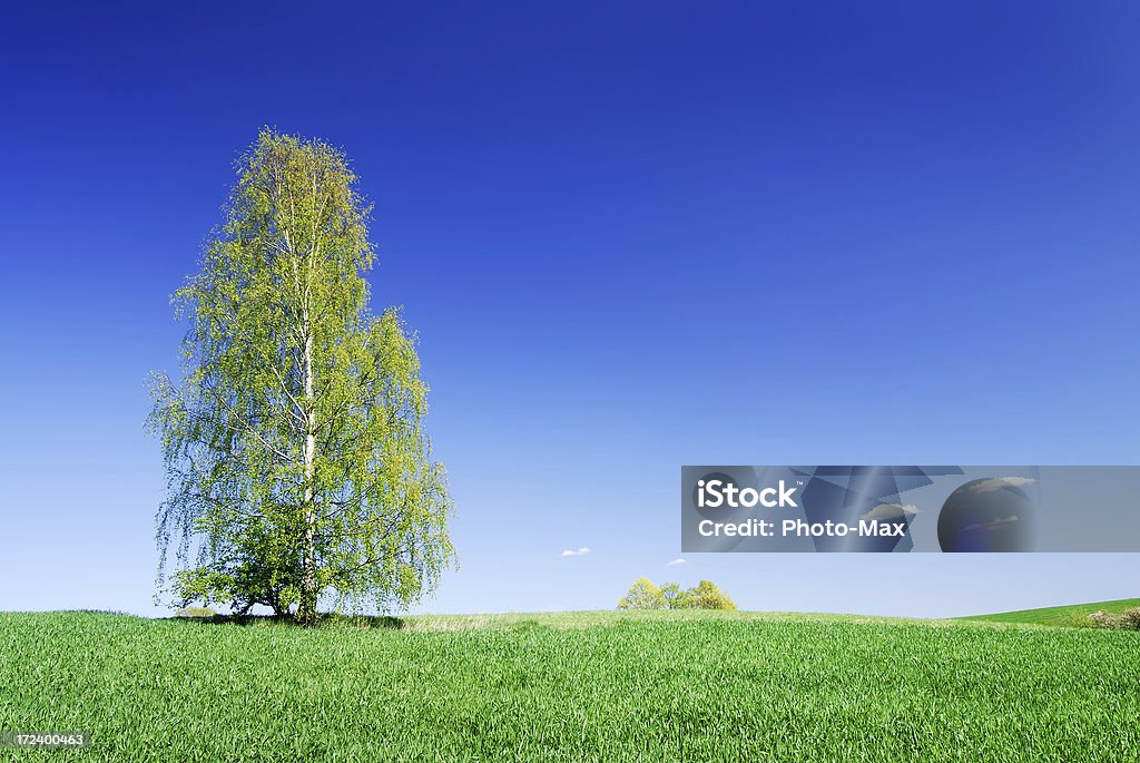 Landscape "Landscape - Lonely tree on green field, the blue sky and white clouds" Agricultural Field Stock Photo