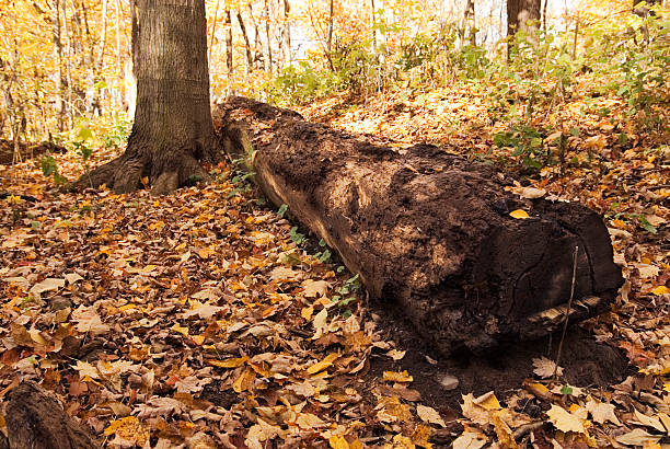 dead madeira - leaf autumn falling tree imagens e fotografias de stock