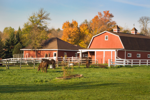 A horse ranch with animal pasture, red stable barn and farmhouse on a sunny, clear autumn day in rural Minnesota, USA. Three horses graze in the idyllic farm setting for livestock, with white fence and mature tree woodlands displaying fall color under a clear blue sky.