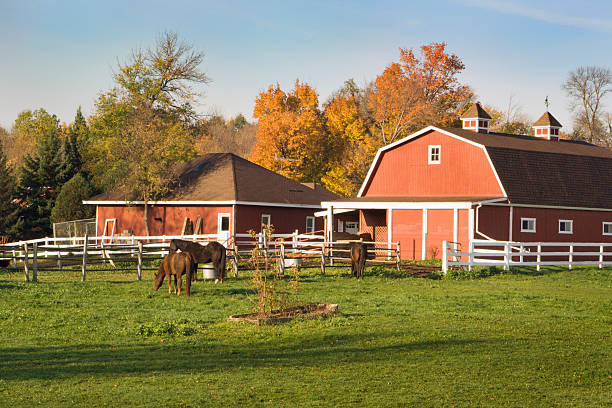 Horse Ranch with Pasture, Stable Barn and Farmhouse in Autumn A horse ranch with animal pasture, red stable barn and farmhouse on a sunny, clear autumn day in rural Minnesota, USA. Three horses graze in the idyllic farm setting for livestock, with white fence and mature tree woodlands displaying fall color under a clear blue sky. horse barn stock pictures, royalty-free photos & images
