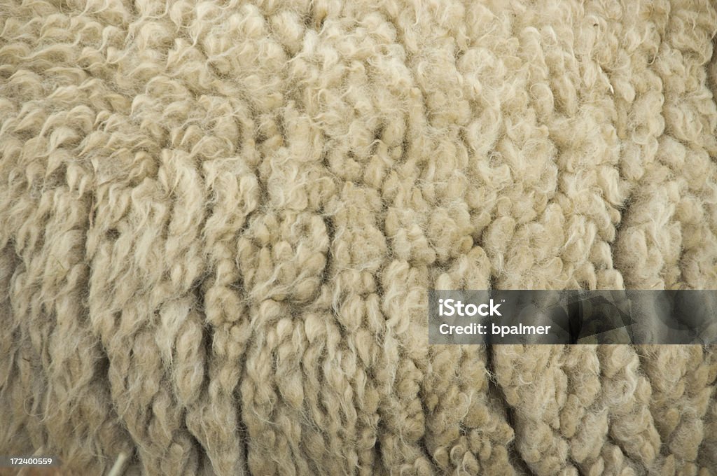 Lã de ovelha - Foto de stock de Ovelha - Mamífero ungulado royalty-free
