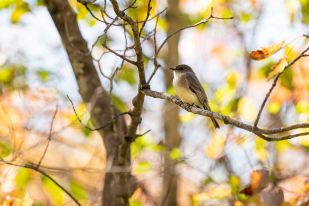 istock Eastern Phoebe in Autumn #2 1724007094
