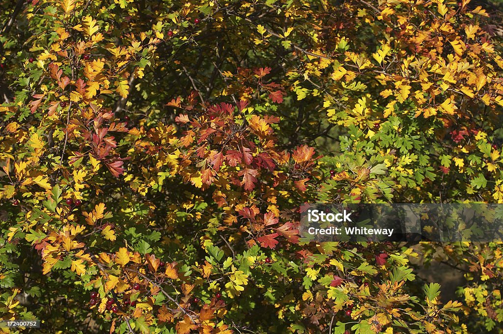 Hawthorn bush in Herbstliche Pracht - Lizenzfrei Bildhintergrund Stock-Foto