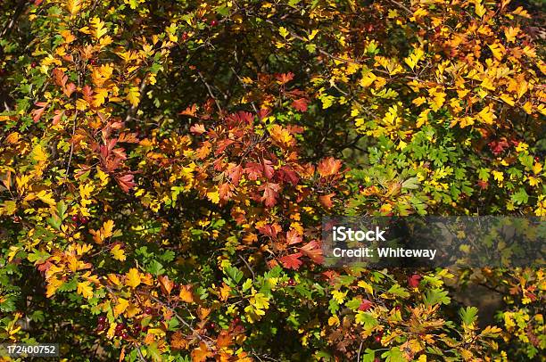 Hawthorn Bush In Herbstliche Pracht Stockfoto und mehr Bilder von Bildhintergrund - Bildhintergrund, Braun, Bunt - Farbton