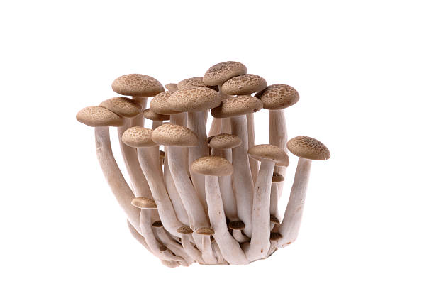 istock Armillaria Mushroom 172400840