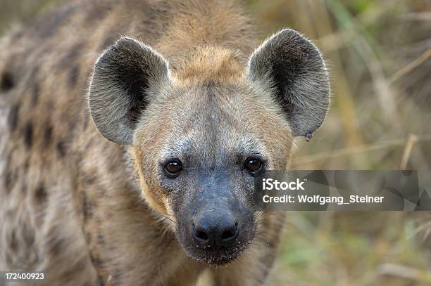 Spotted Hyaena Oglądać Usa - zdjęcia stockowe i więcej obrazów Afryka - Afryka, Bez ludzi, Botswana