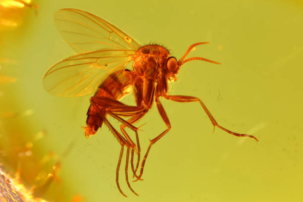 istock fungus gnat imprisoned in baltic amber 1724010678