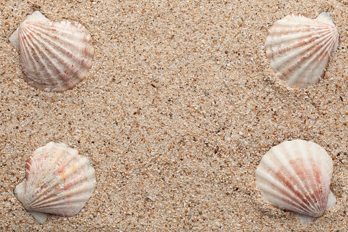 Shellfish on sand