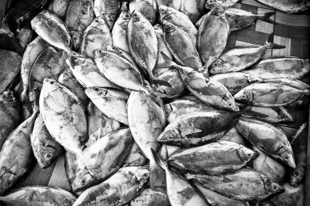 istock Group of Fresh Raw Fish, Black and White 172401221