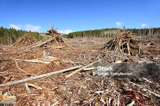 Clearcut De Sesión Foto de stock y más banco de imágenes de Aire libre - Aire libre, Canadá, Columbia Británica