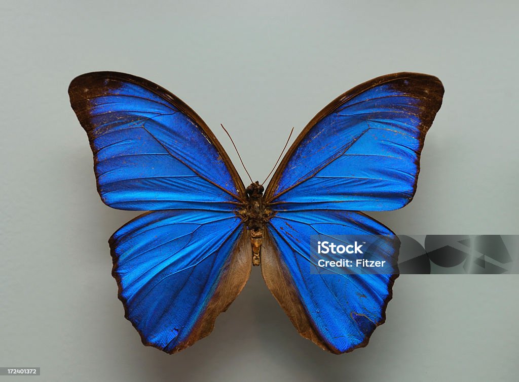 Wunderschönen Schmetterling - Lizenzfrei Schmetterling Stock-Foto