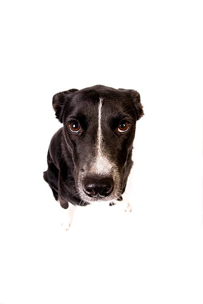 Border Collie looking up at Camera stock photo