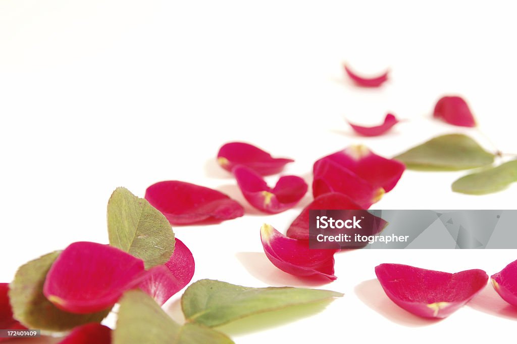 Rose Rosenblätter - Lizenzfrei Arrangieren Stock-Foto