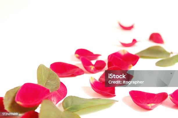 Rose Rosenblätter Stockfoto und mehr Bilder von Arrangieren - Arrangieren, Bildhintergrund, Blatt - Pflanzenbestandteile
