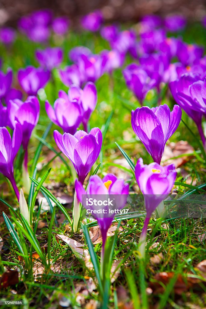Fleurs de printemps - Photo de Beauté de la nature libre de droits