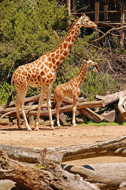 matka i dziecko giraffes - south african giraffe zdjęcia i obrazy z banku zdjęć