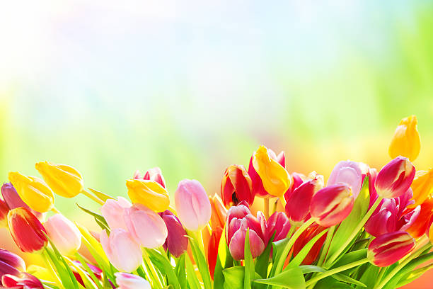 istock Colorful tulips on nature background 172401605
