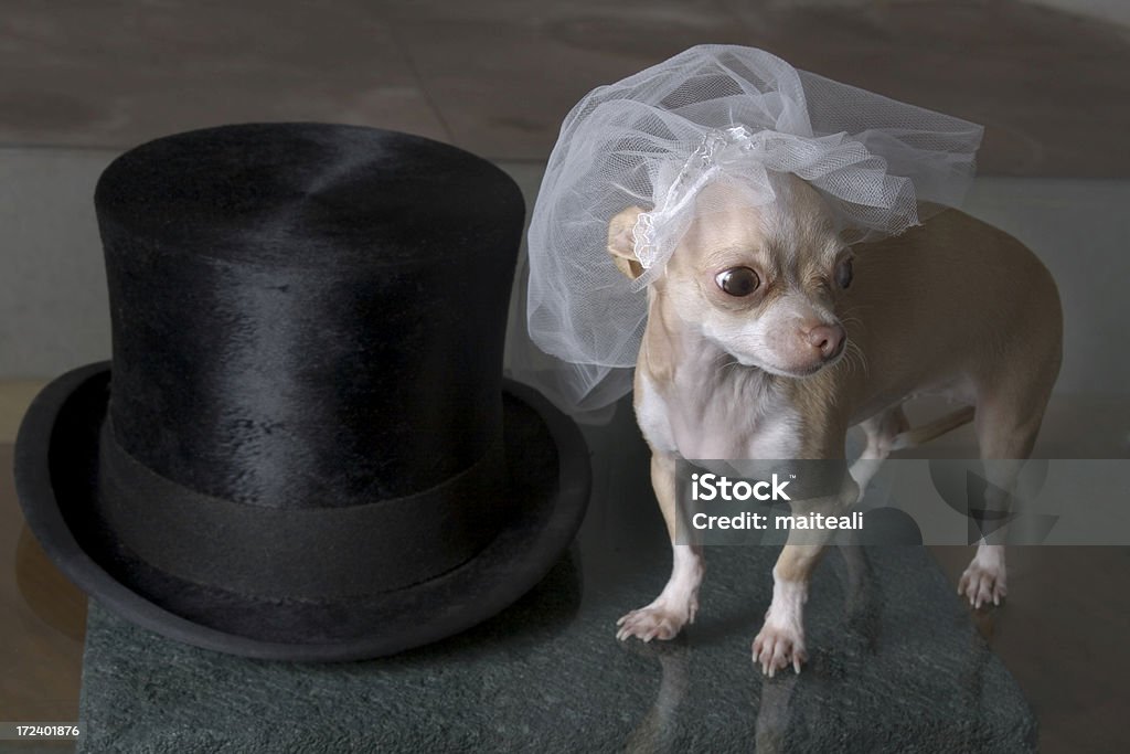 para la lista boda - Photo de Accessoire de déguisement libre de droits