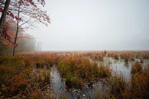 An early morning mist sweeps through Blue Heron Marsh in Oswego County,  NY.