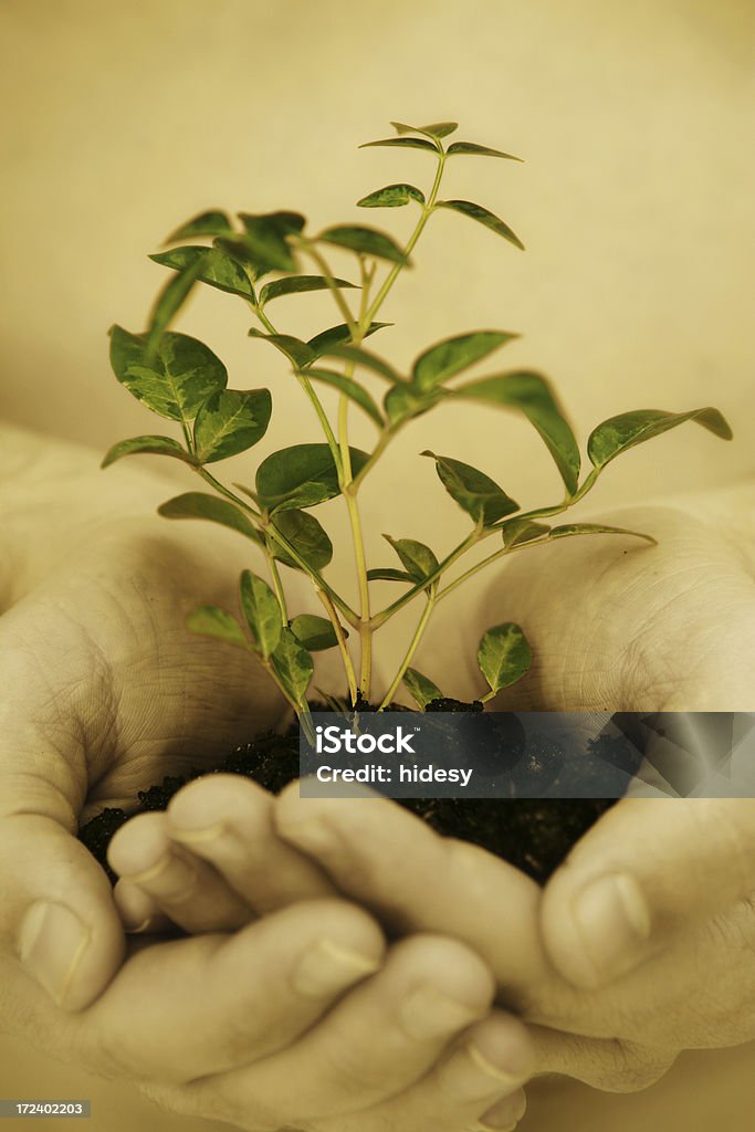 Subtle Changes Plant growing in hands Agriculture Stock Photo