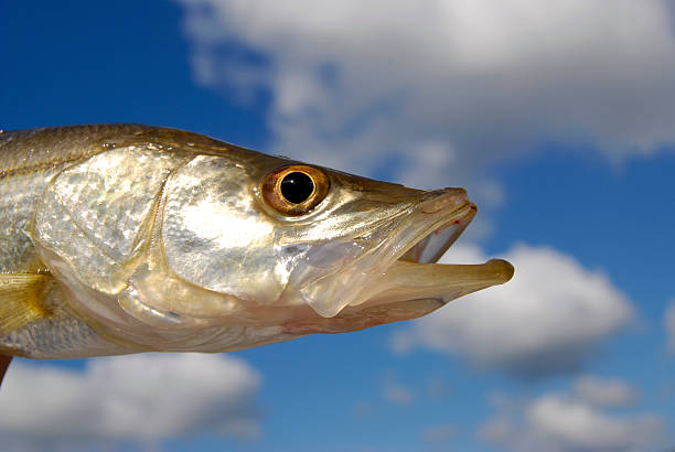 Flying Snook stock photo