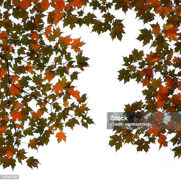 Hojas Otoñales En Blanco Foto de stock y más banco de imágenes de Aire libre - Aire libre, Arte, Arte cultura y espectáculos