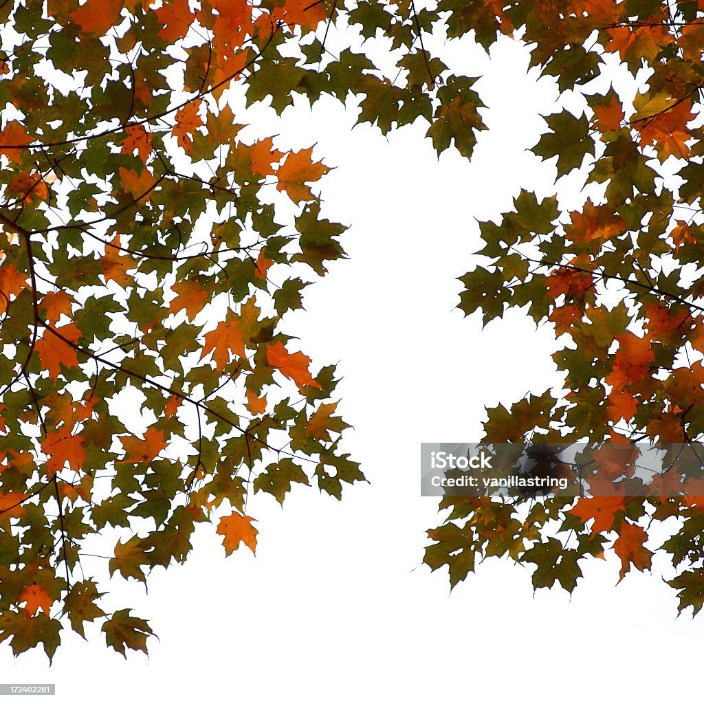 Autunno foglie (in bianco - Foto stock royalty-free di Ambientazione esterna